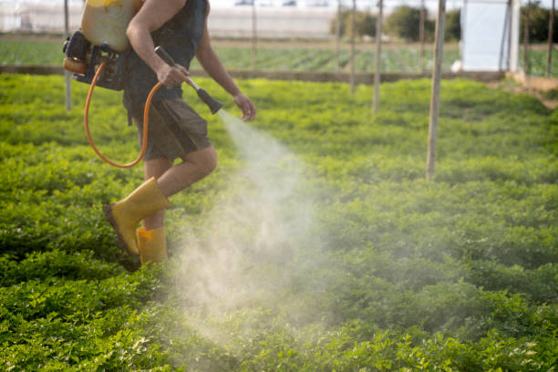 Best Ant Control Services  in Parkwood, WA